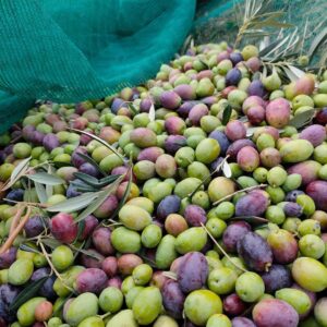 Bianco Leucocarpa - Vivai Spinelli - La Frutta che verrà